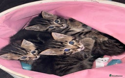 Mixed Breed cats for sale: Kittens looking for forever home  - Image 6