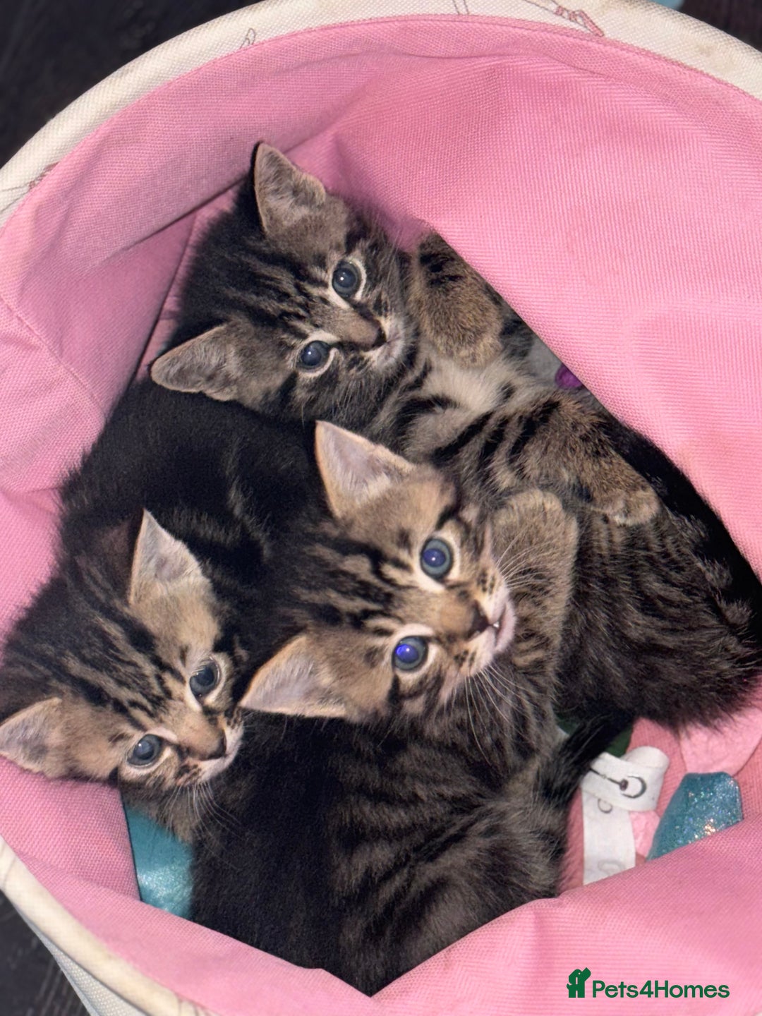 Mixed Breed cats for sale: Kittens looking for forever home  - Image 6