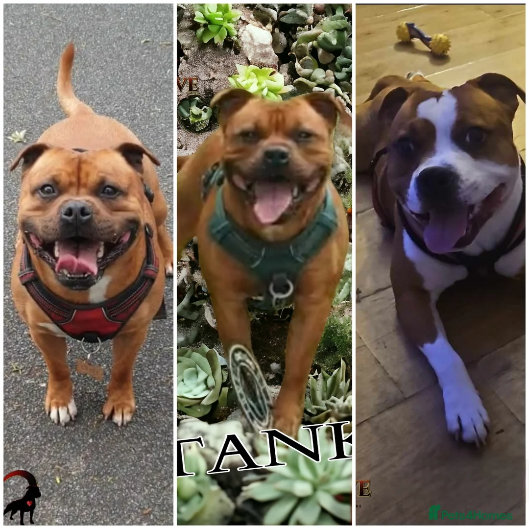 Staffordshire Bull Terrier dogs for stud: 🥨CHIEF CHAMPION SIRED 🥨🏆  in Rochdale - Advert 19