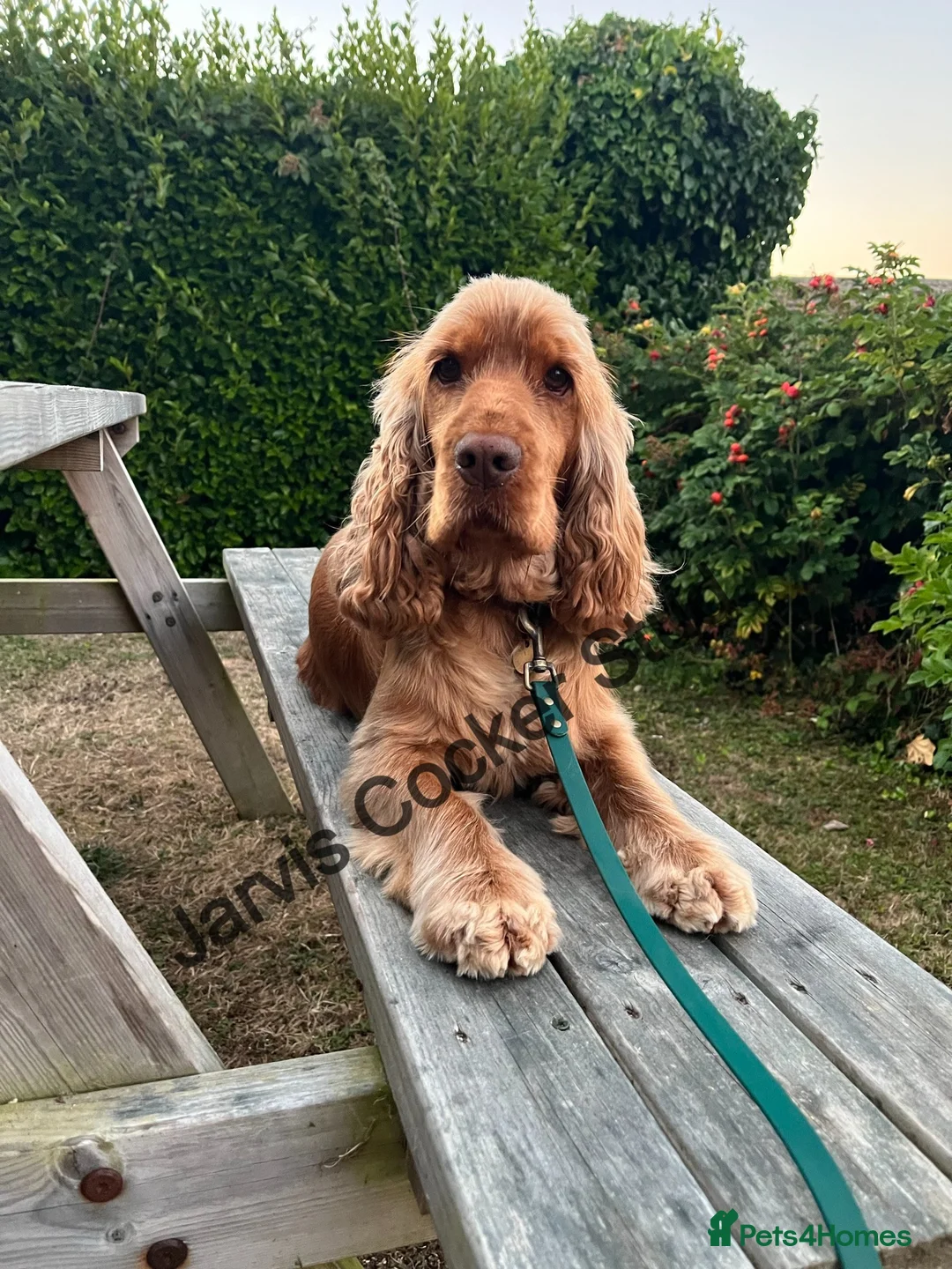 Cocker Spaniel dogs for stud: EXTENSIVELY Health Tested KC Show Cocker STUD in Chesterfield - Advert 3