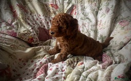Cockapoo dogs for sale: Fabulous F1b Fox Red Cockapoo Health Cleared - Image 36