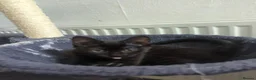 European cats for sale: 2 Kittens Ready For Their Forever Homes - Advert 7