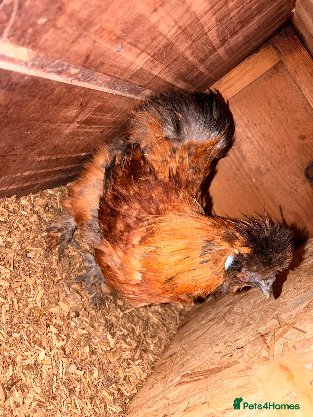 Chickens poultry for sale: rooster silkie - Advert 4