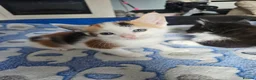 Mixed Breed cats for sale: 4 adorable kittens - Advert 4
