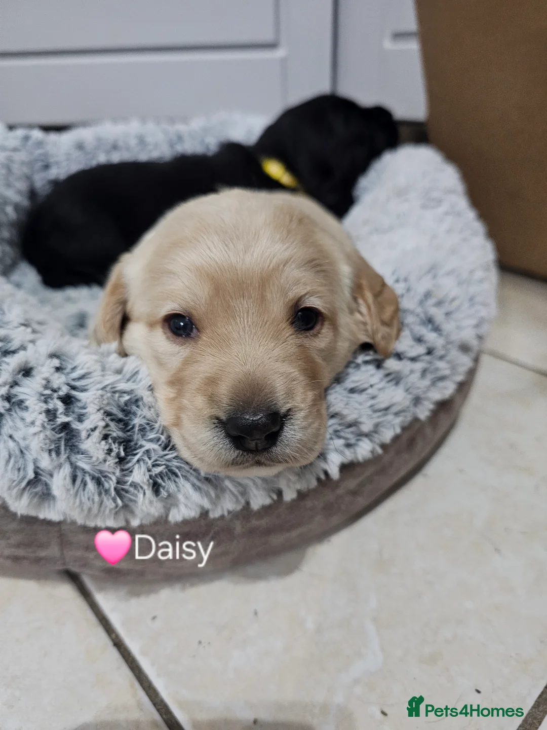 Cockerdor dogs for sale: The most loving Cockerdor/Spanador - Advert 17