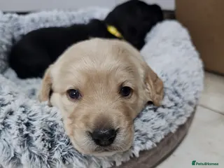 Cockerdor dogs The most loving Cockerdor Puppies ready 4th March! - Advert 5