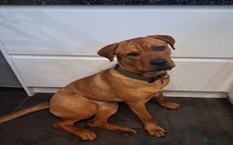 Mixed Breed dogs for sale: Rottweiler/Mastiff  - Advert 1