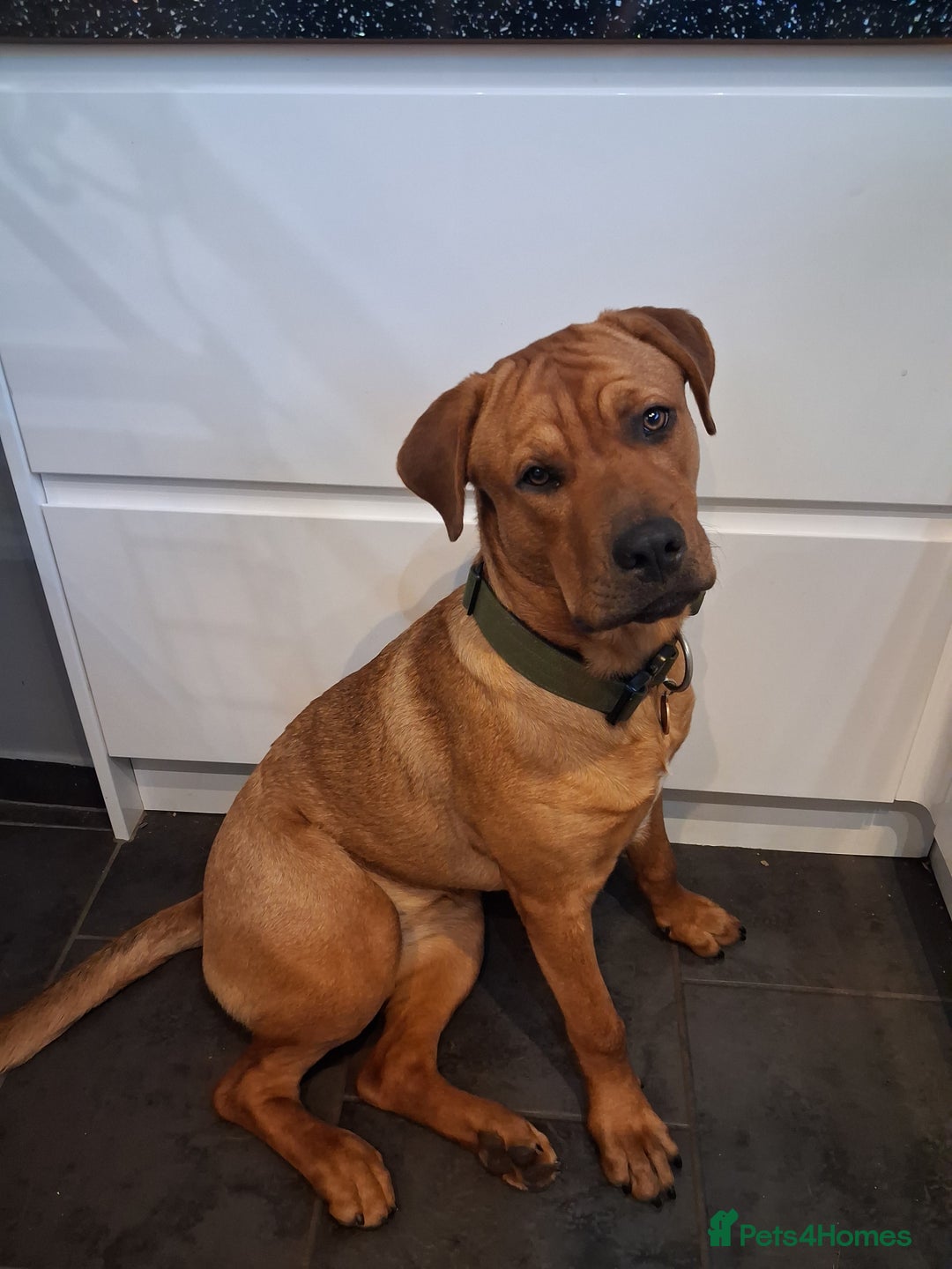 Mixed Breed dogs for sale: Rottweiler/Mastiff  - Advert 1