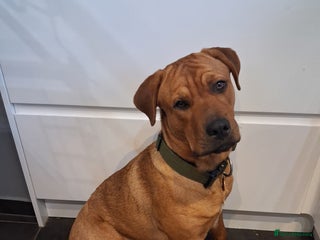 Mixed Breed dogs Rottweiler/Mastiff - Advert 1