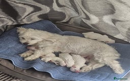Bichon Frise dogs for sale: Bichon frise - Image 3