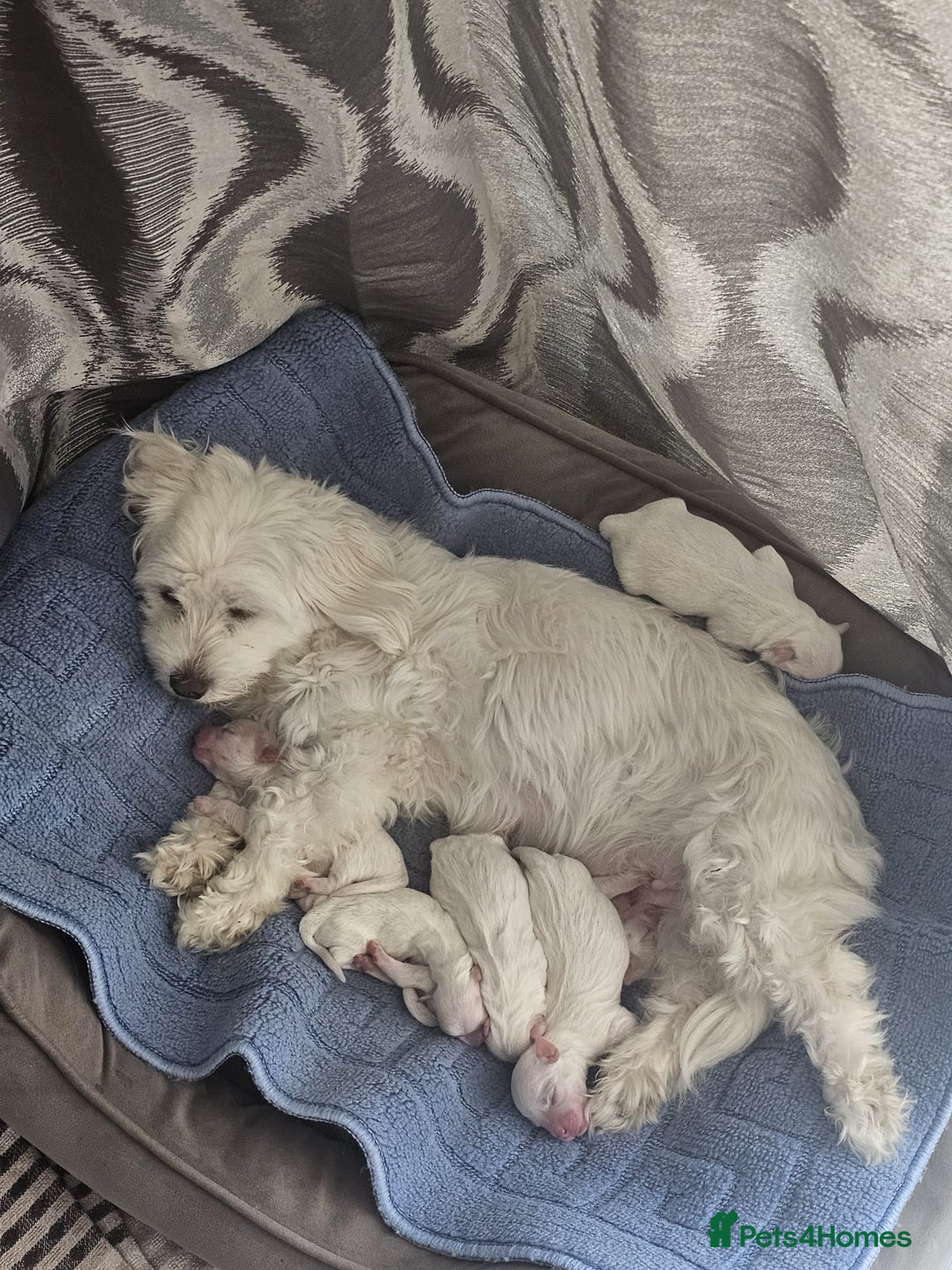 Bichon Frise dogs for sale: Bichon frise - Image 3
