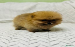 Pomeranian dogs for sale: Fabulous Pomeranian Girl Puppies  - Image 7
