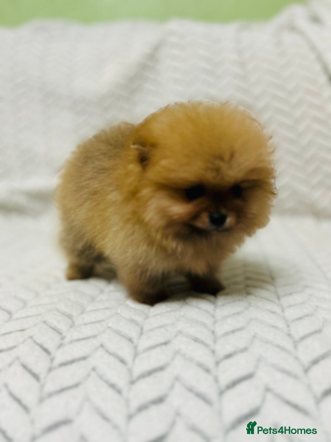 Pomeranian dogs for sale: Fabulous Pomeranian Girl Puppies  - Image 7