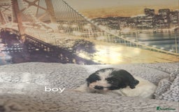 Cockapoo dogs for sale: 4 outstanding cockerpoos  - Image 2
