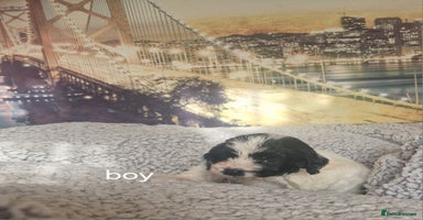 Cockapoo dogs - Advert 16