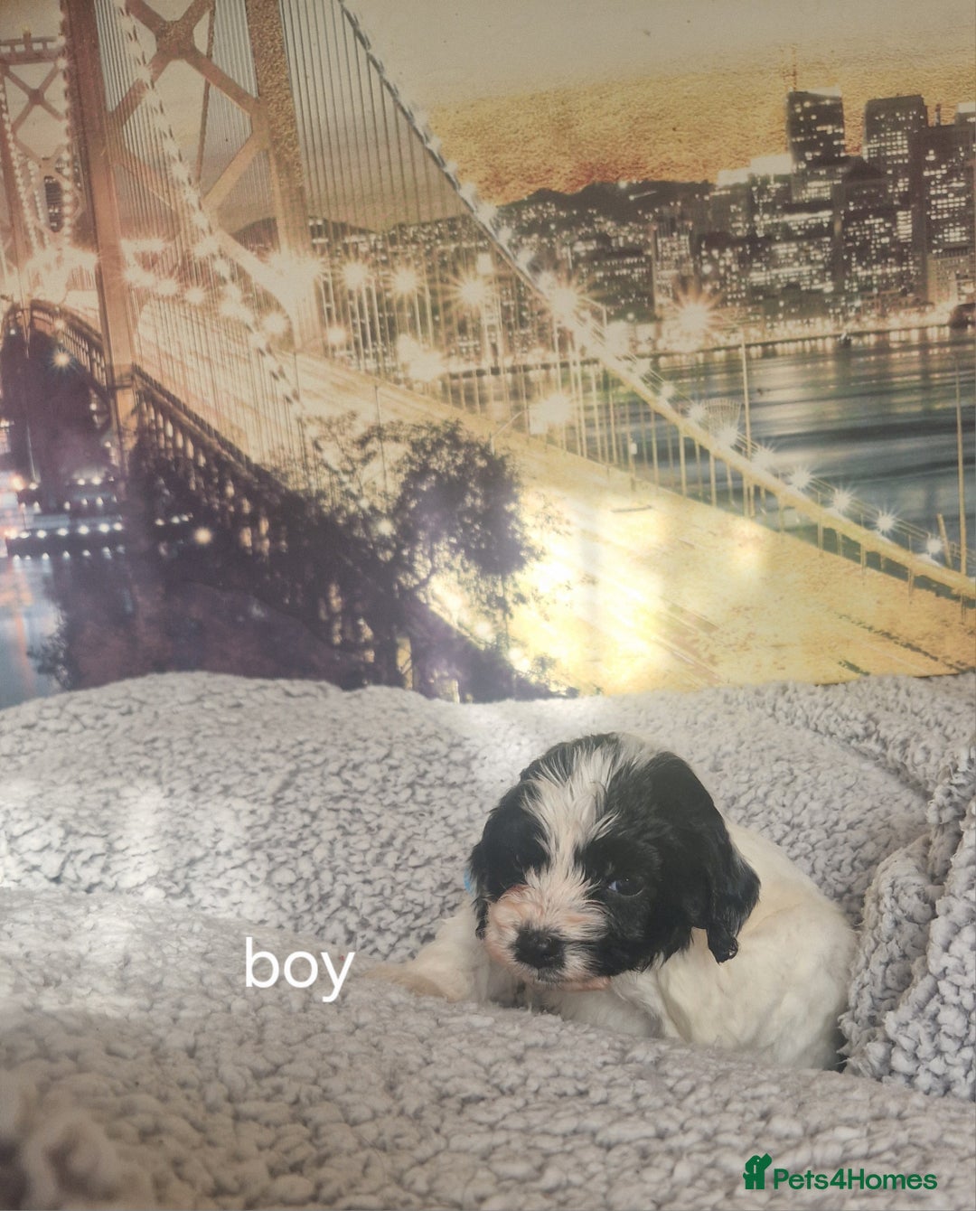 Cockapoo dogs for sale: 4 outstanding cockerpoos  - Image 2