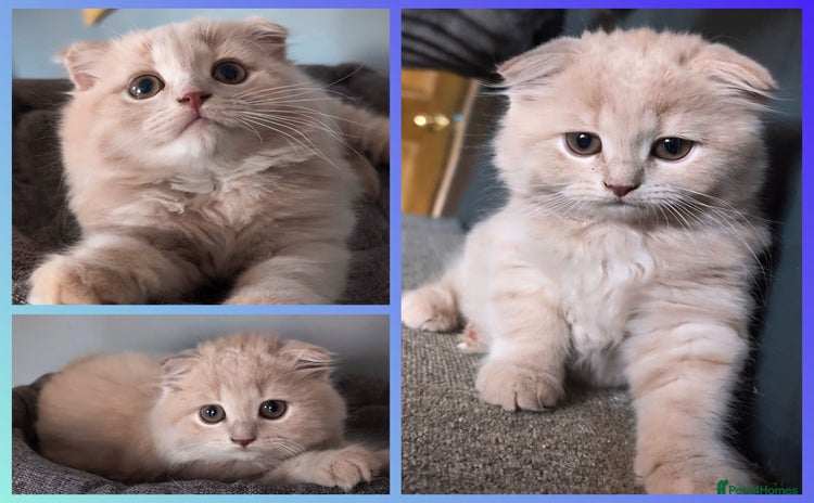 Scottish Fold cats - Advert 16