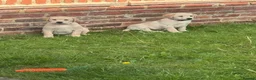 Labrador Retriever dogs for sale: Stunning chunky Labrador puppies - Advert 5