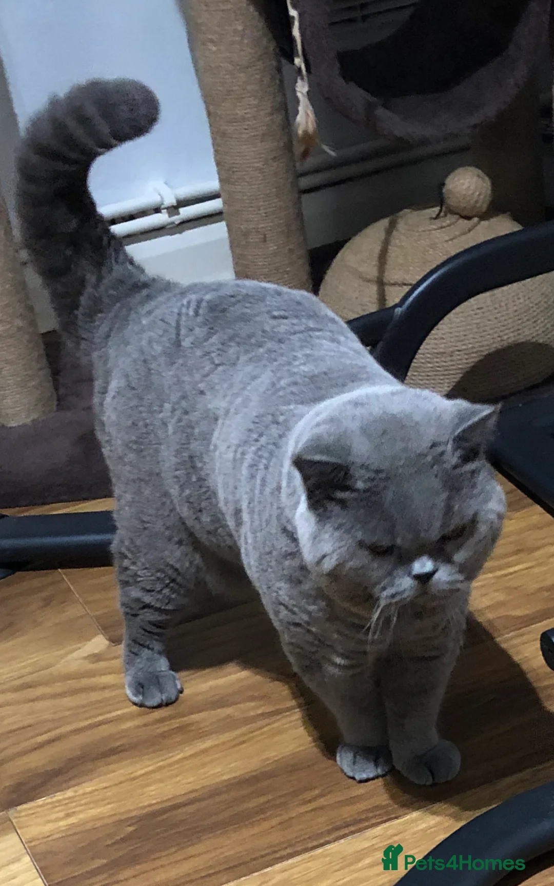 British Shorthair cats for sale: British Shorthair Kittens Available - Advert 5