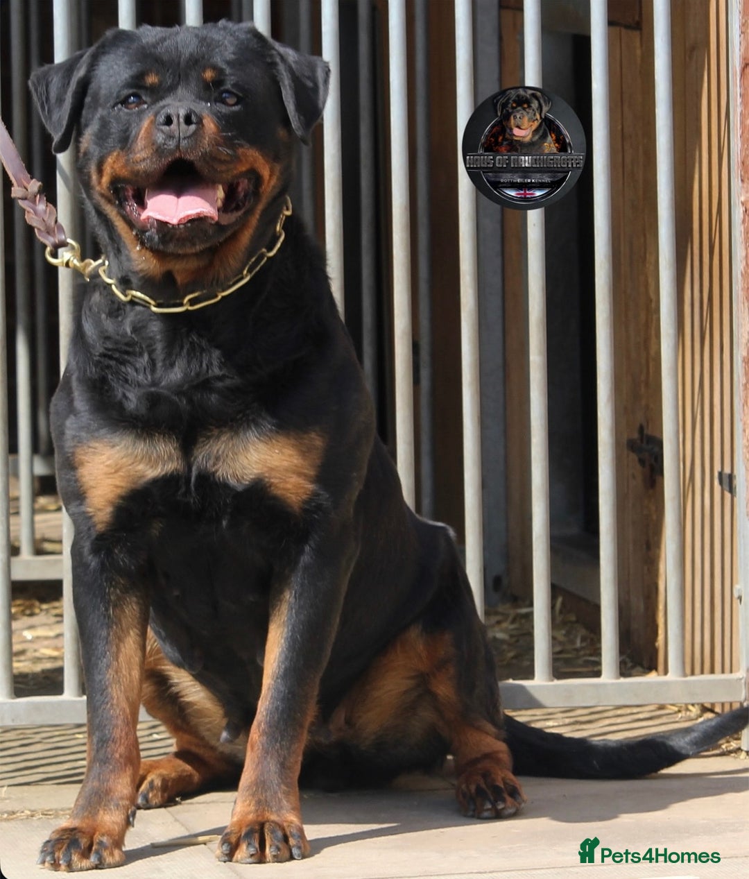 Rottweiler dogs for sale: Top KC Registered Rottweiler Puppies For Sale - Image 3