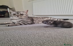 Scottish Fold cats for sale:  Scotish Fold Tabby Kitten - Image 4