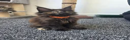 Maine Coon cats for sale: Maine coon pedigree kittens  - Advert 23