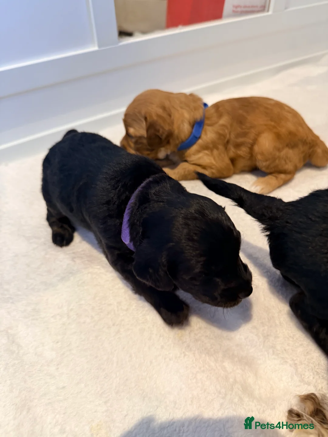 Mixed Breed dogs for sale: Loodlepoo Puppies  - Advert 20