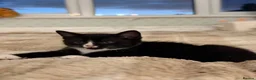 Mixed Breed cats for sale: Mixed Breed Kittens  - Advert 7