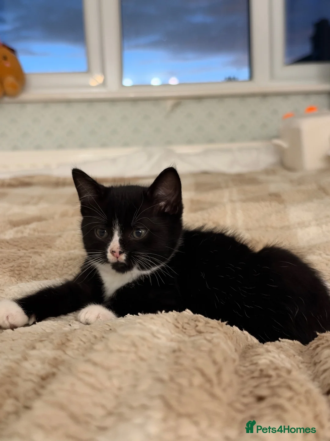 Mixed Breed cats for sale: Mixed Breed Kittens  - Advert 7