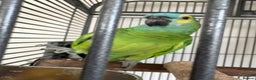 Parrots birds for sale: Bluey Blue fronted parrot - Advert 1