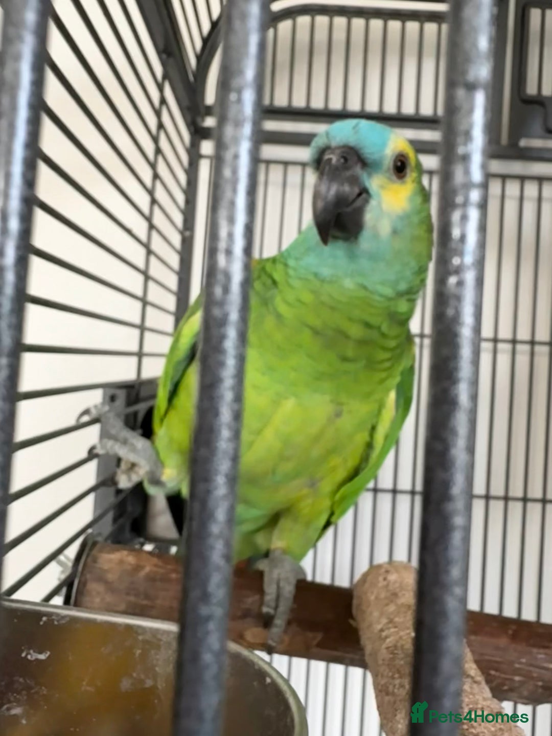 Parrots birds for sale: Bluey Blue fronted parrot - Advert 1