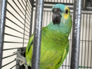 Parrots birds Bluey Blue fronted parrot - Advert 2