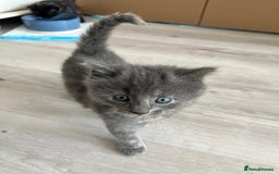 Mixed Breed cats for sale: Mix persian kittens - Image 2