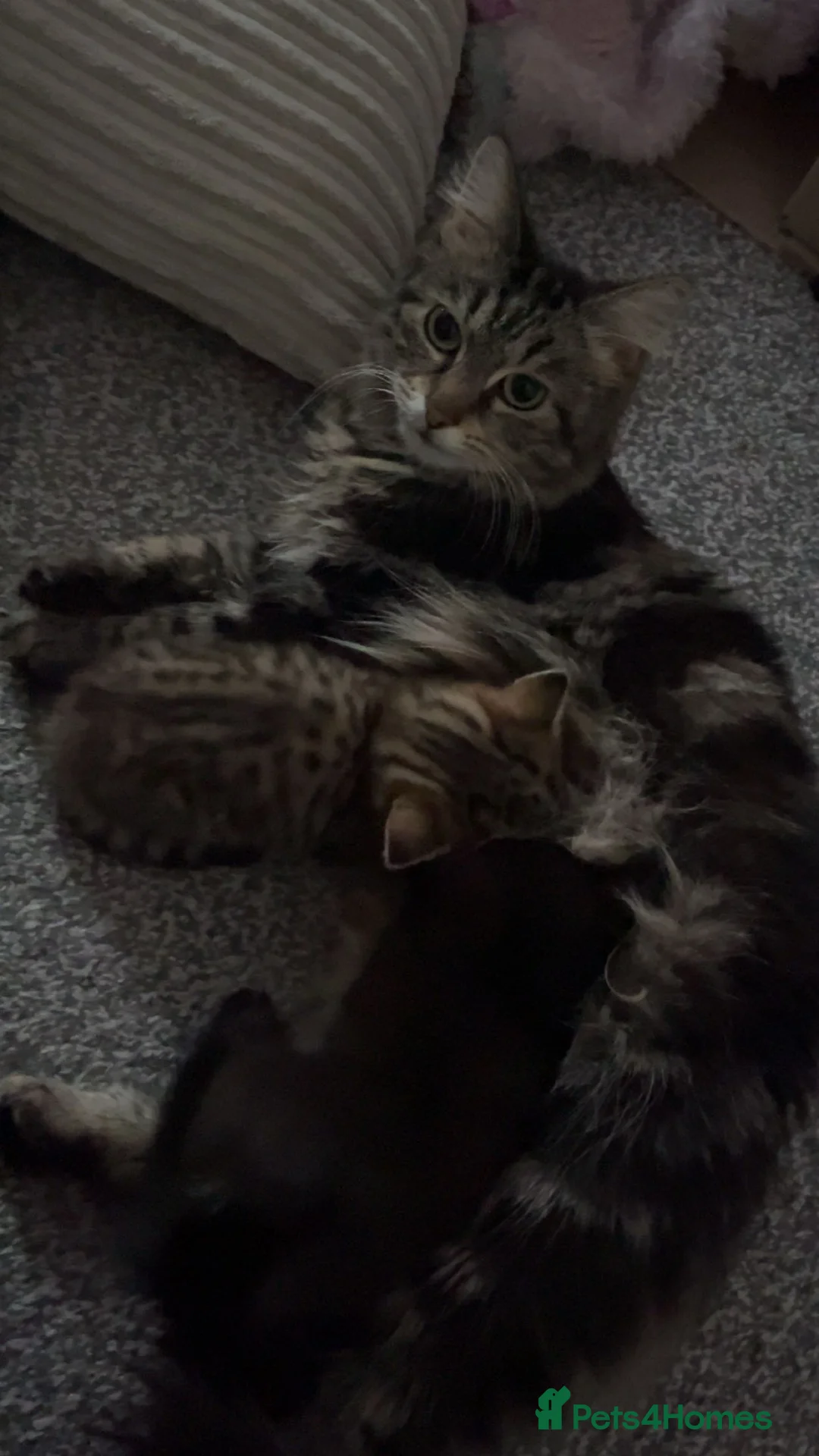 Mixed Breed cats for sale: Adorable kitten - Advert 1