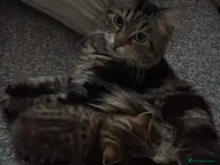 Mixed Breed cats Adorable kitten - Advert 1