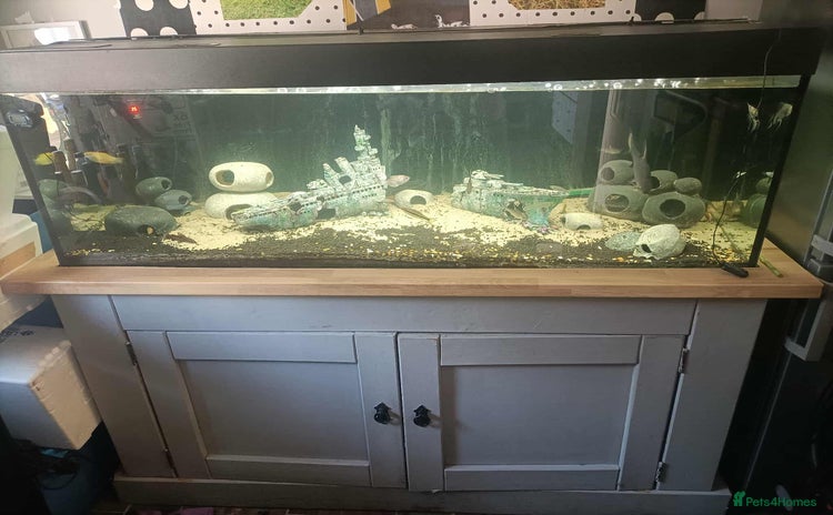 Other/Mixed Breed fish - Advert 3