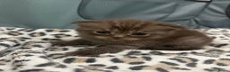 British Shorthair cats for sale: BSH x Fold stunning show kittens  - Advert 27