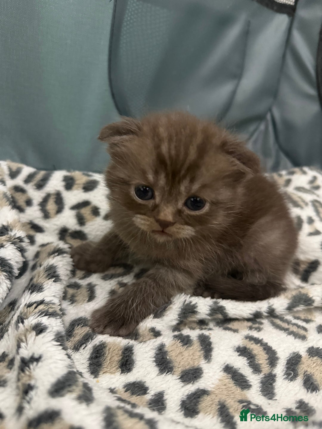 British Shorthair cats for sale: BSH x Fold stunning show kittens  - Advert 27