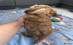 Cavapoo dogs for sale: * Cavapoo Boys available * - Image 16