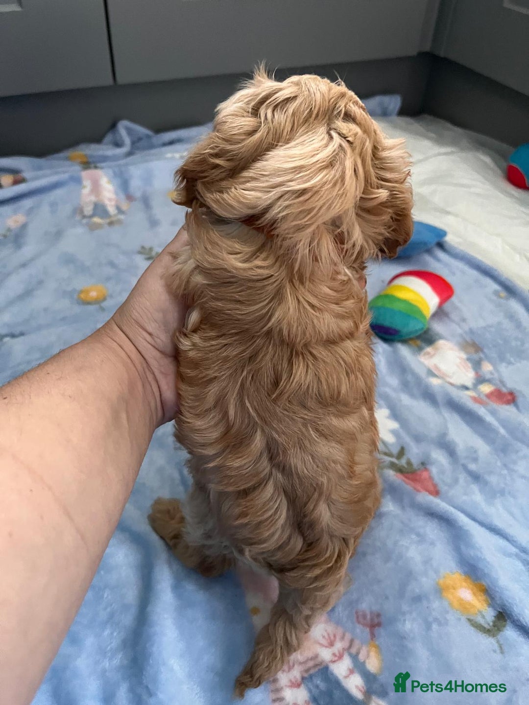 Cavapoo dogs for sale: * Cavapoo Boys available * - Image 16