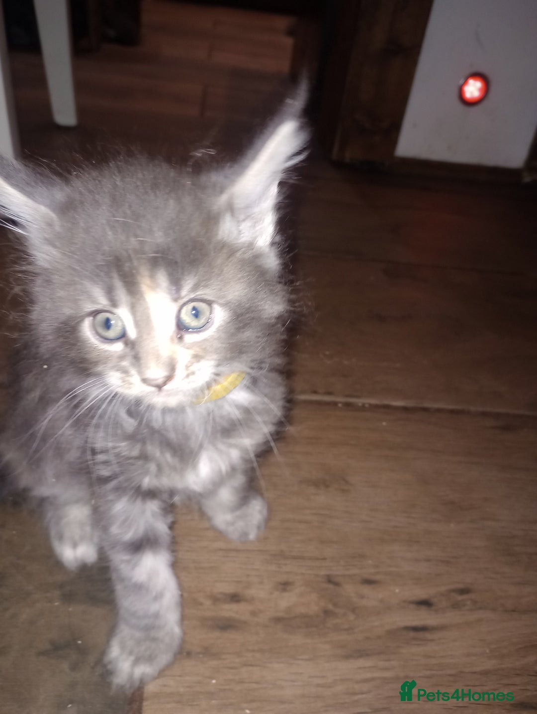 Maine Coon cats for sale: I have Beautiful healthy maicoon XL  - Image 21