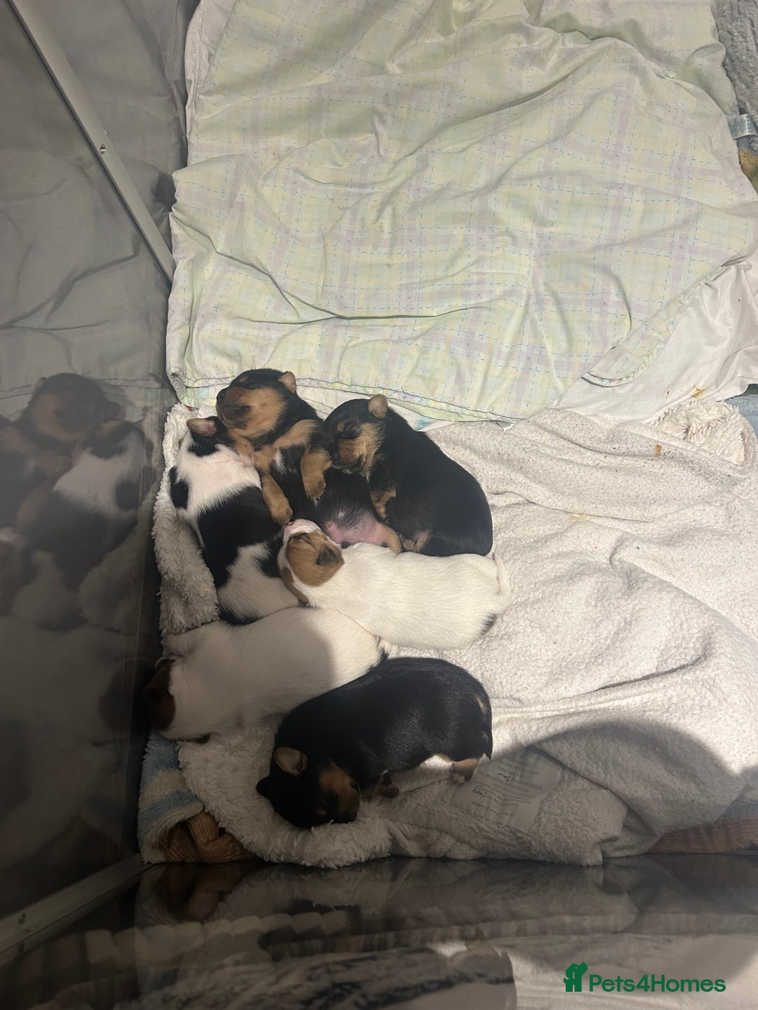 Jack Russell dogs for sale: Jack Russel puppies  - Image 2