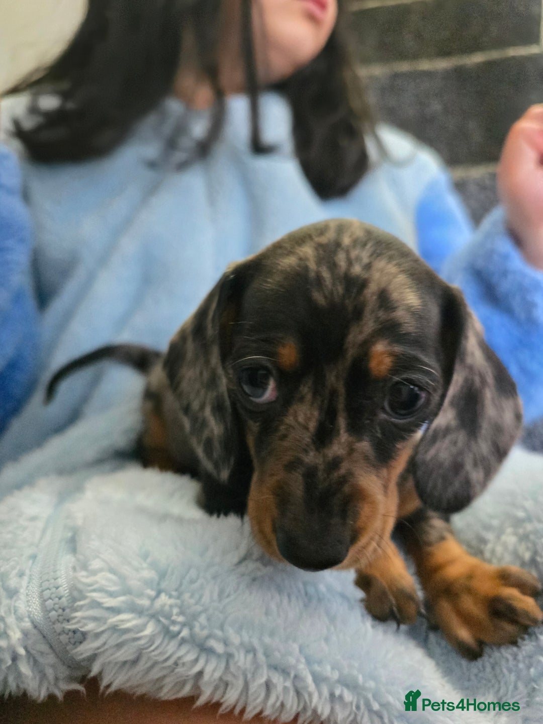 Dachshund dogs for sale: 6 mini daschunds looking for new home - Advert 2