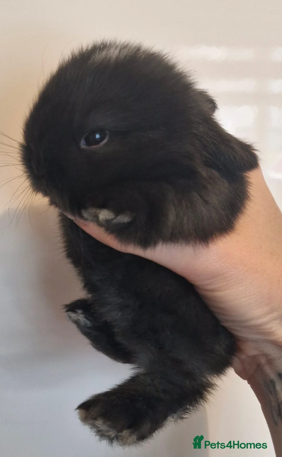 Mini Lop rabbits for sale: Pure bred mini lops - Advert 2