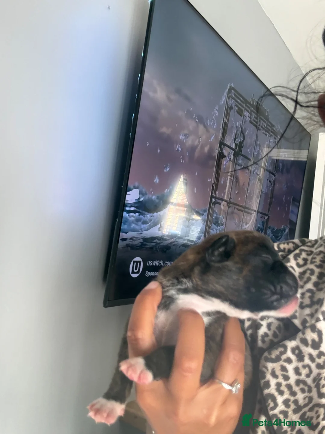 Boxer dogs for sale: Stunning Kc bobtail and tail boxers  - Advert 26