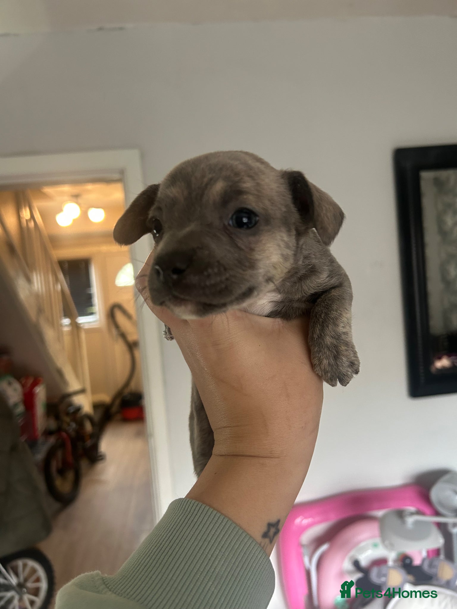Mixed Breed dogs WHIPPET X FRENCHBULLDOG PUPPIES 💕💙 - Advert 1