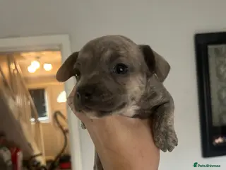 Mixed Breed dogs WHIPPET X FRENCHBULLDOG PUPPIES 💕💙 - Advert 2