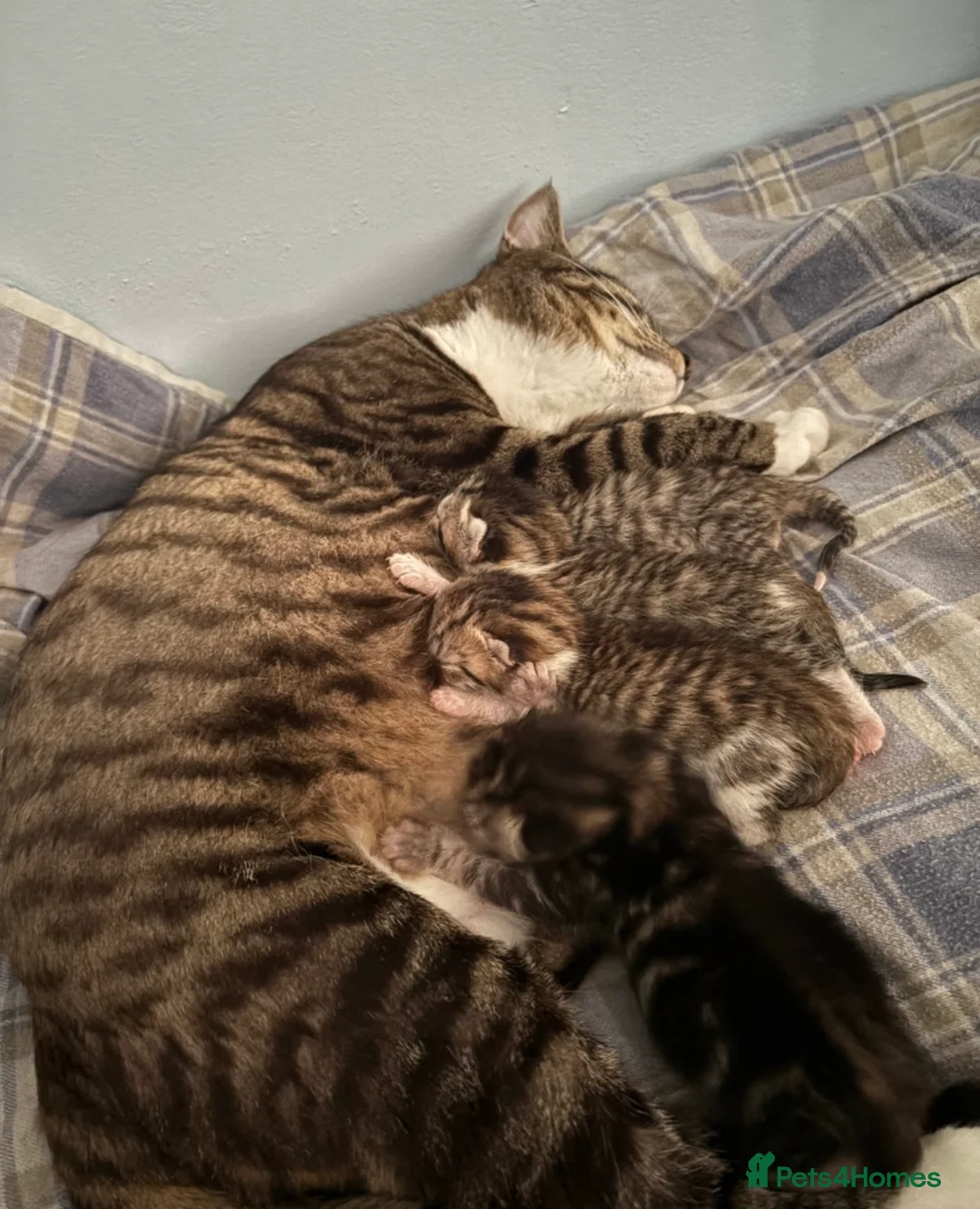 Mixed Breed cats for sale: 5 beautiful cats looking for their forever home ❤️ - Advert 2