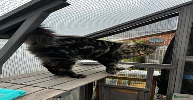 Maine Coon cats in Robertsbridge - Advert 2