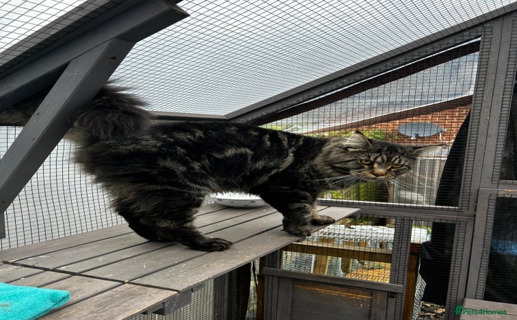 Maine Coon cats in Robertsbridge - Advert 1